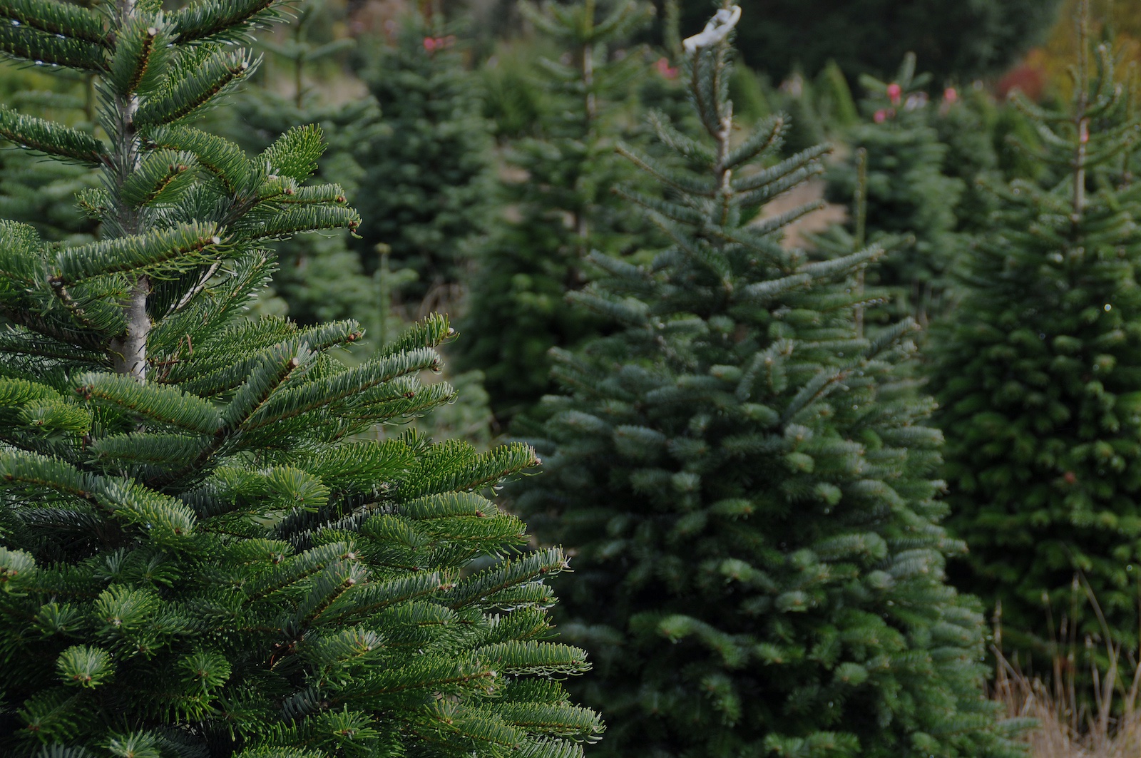 Christmas tree farm Pioneer Evergreen Farms