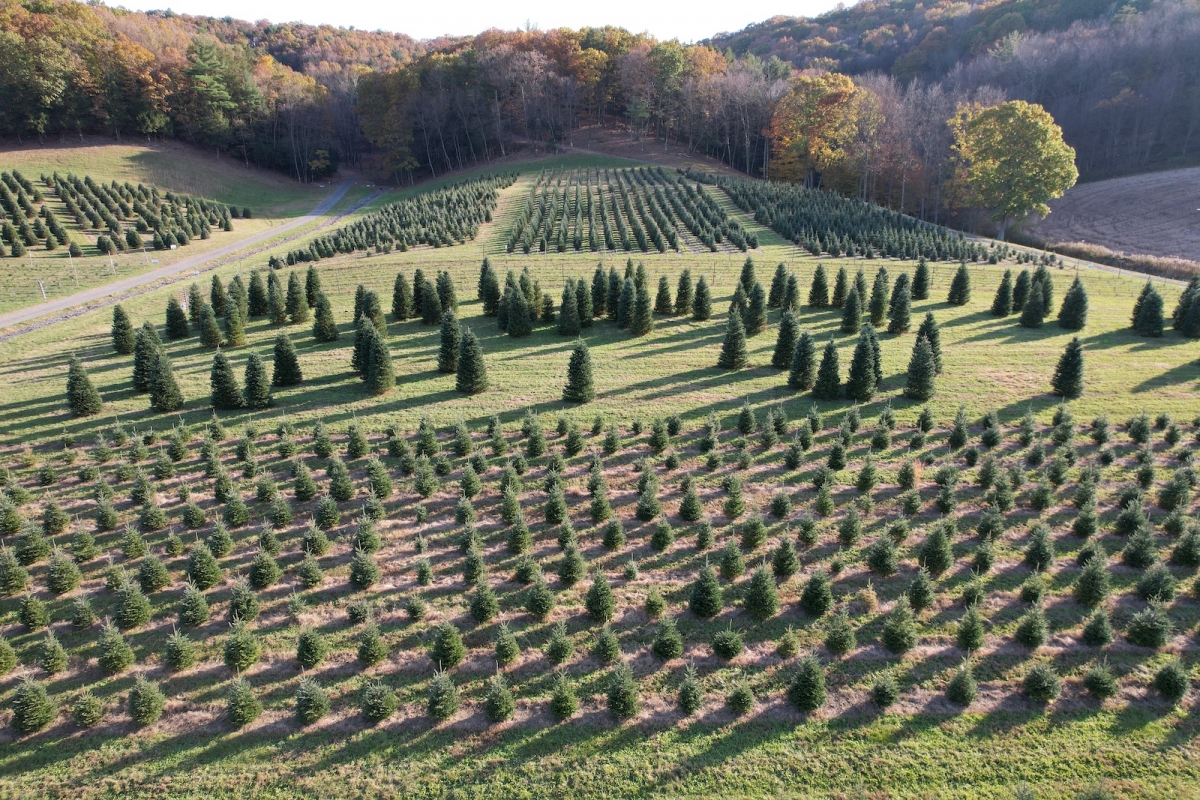 Pioneer Evergreen Farms Christmas Trees Orwigsburg, Pennsylvania