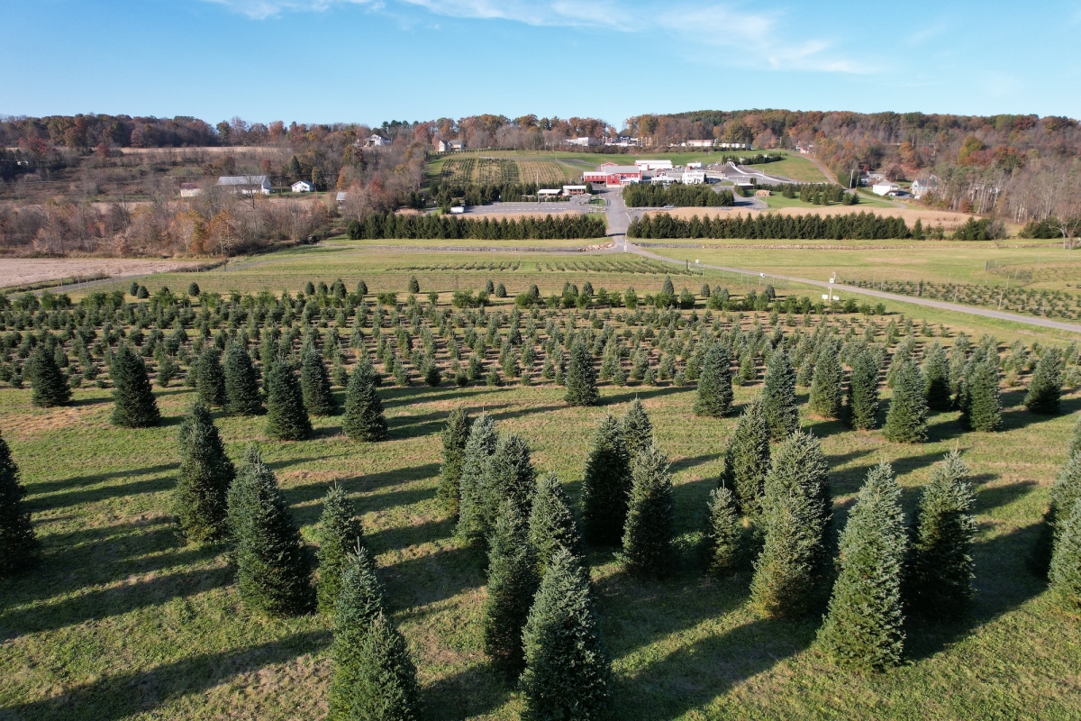 Pioneer Evergreen Farms Christmas Trees Orwigsburg, Pennsylvania